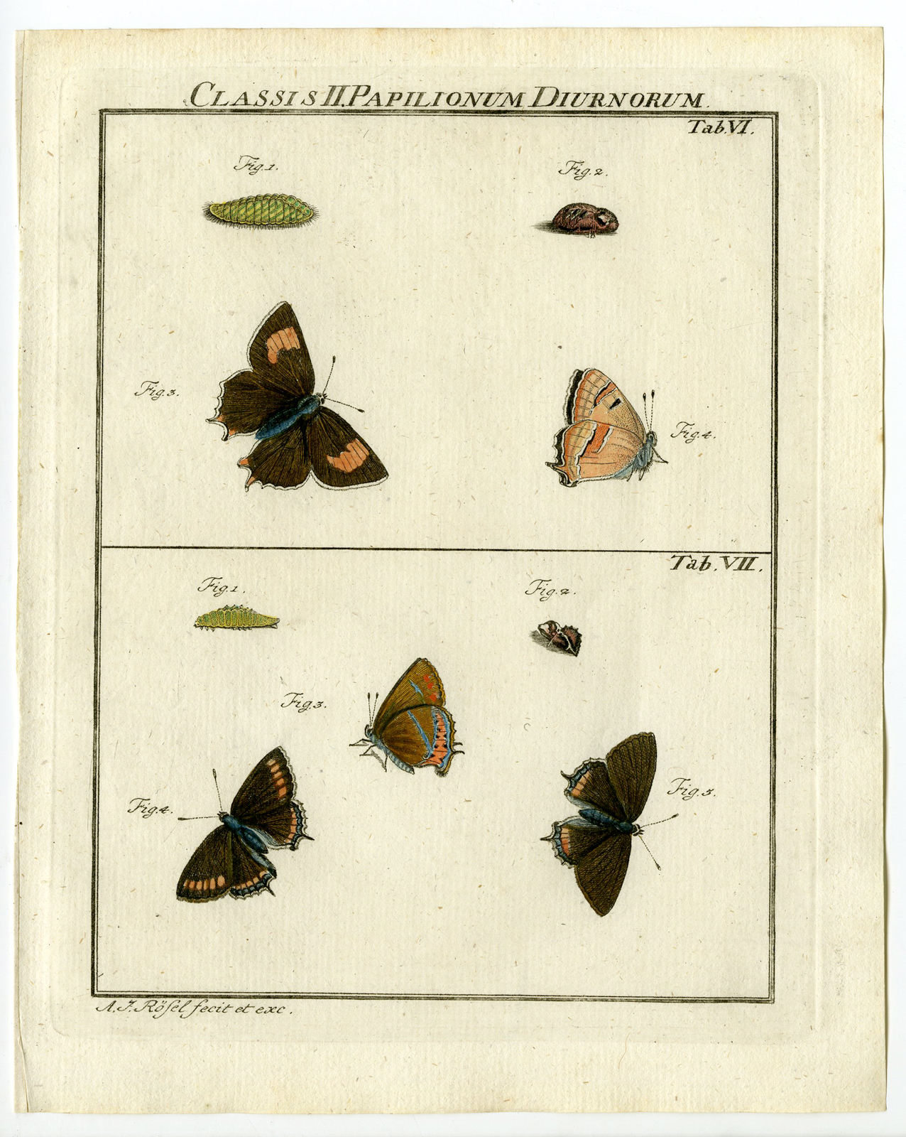 , Antique Print-BUTTERFLY-CATAPILLAR-BROWN-TAB:VI,VII-Rosel von Rosenhof-1765, Pictura Antique Prints