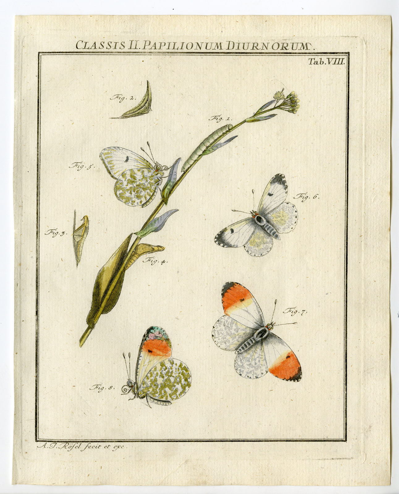 , Antique Print-BUTTERFLY-SARA ORANGETIP-TAB:VIII-Rosel von Rosenhof-1765, Pictura Antique Prints