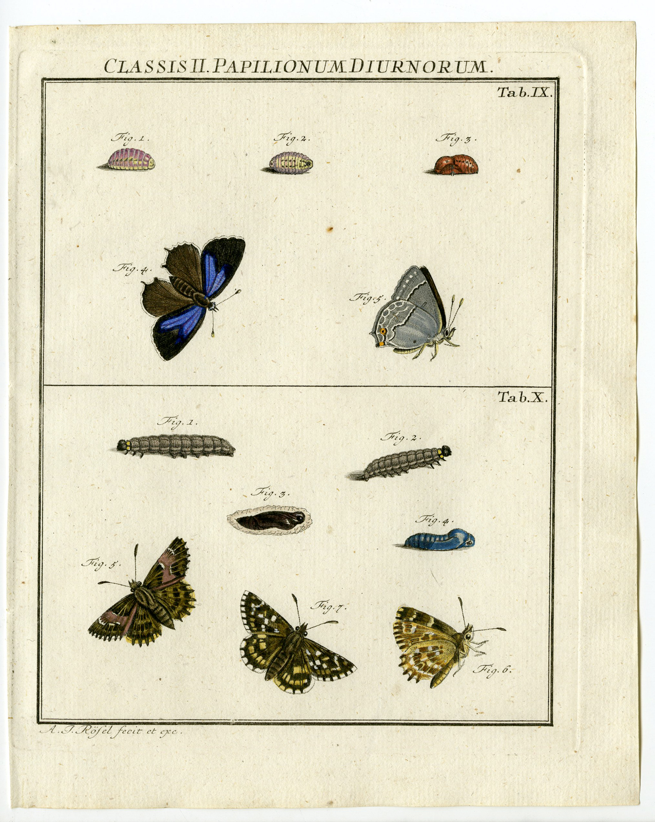 , Antique Print-BUTTERFLY SPECIES-CATAPILLAR-TAB:IX-Rosel von Rosenhof-1765, Pictura Antique Prints