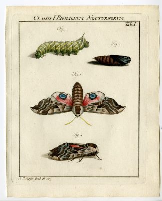 Antique Print-MOTH-SPECIES-SPHINXOCELLATA-TAB:I-Rosel von Rosenhof-1765