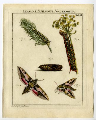 Antique Print-SPURGE HAWK MOTH-TAB:III-Rosel von Rosenhof-1765