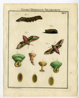 Antique Print-SMALL ELEPHANT HAWK MOTH-TAB: V-Rosel von Rosenhof-1765