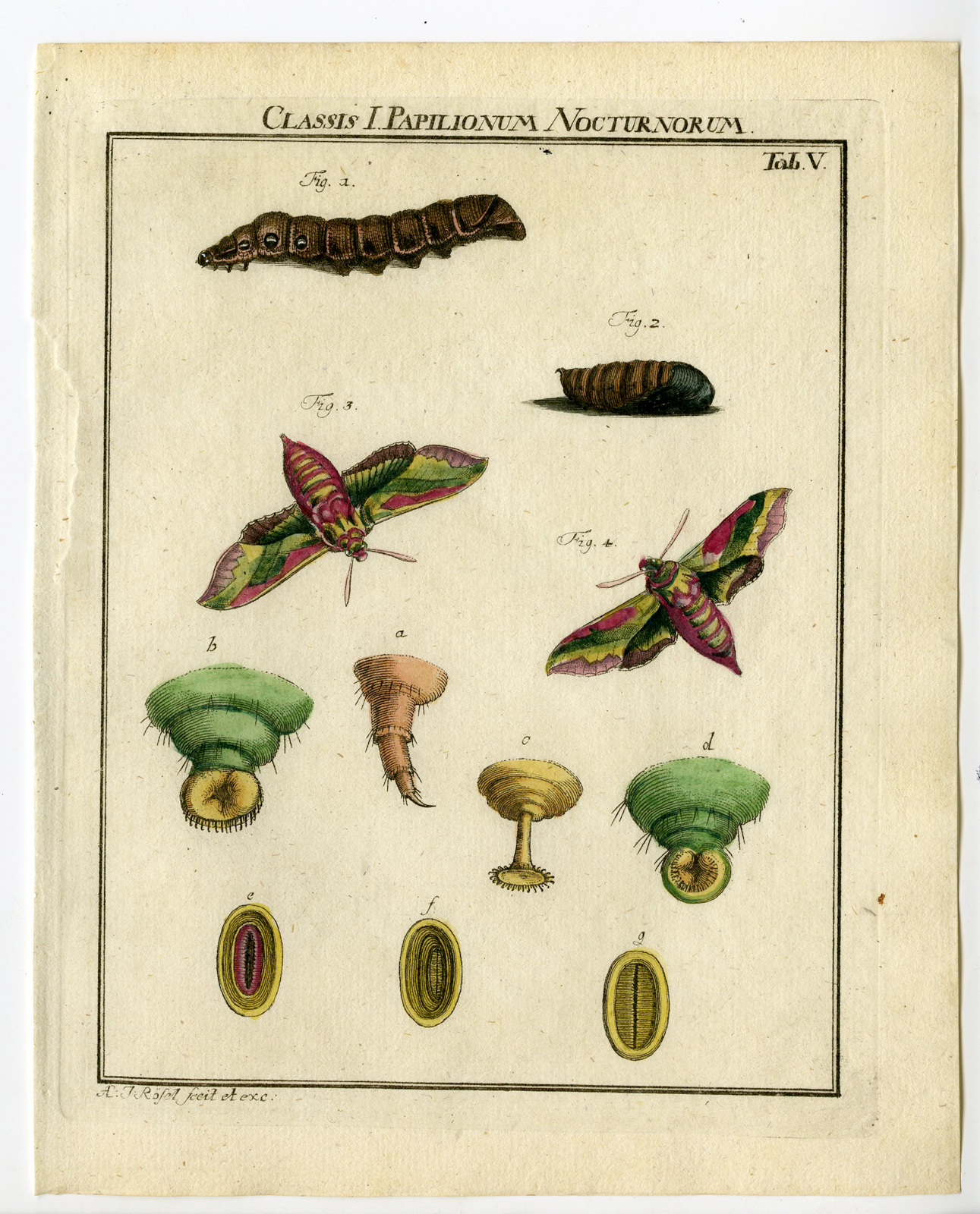 , Antique Print-SMALL ELEPHANT HAWK MOTH-TAB: V-Rosel von Rosenhof-1765, Pictura Antique Prints