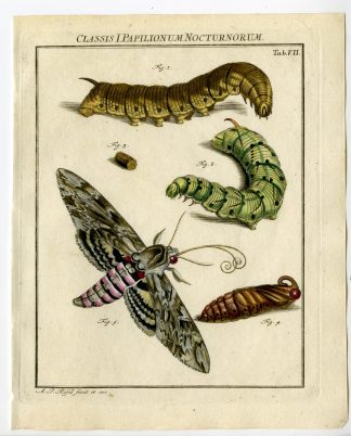 Antique Print-CONVOLVULUS HAWK MOTH-TAB: VII-Rosel von Rosenhof-1765