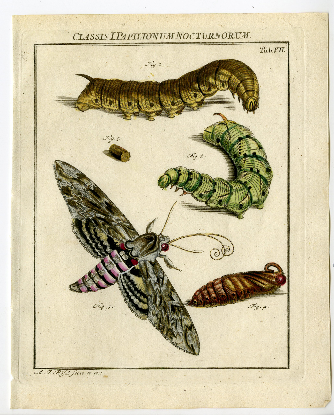 , Antique Print-CONVOLVULUS HAWK MOTH-TAB: VII-Rosel von Rosenhof-1765, Pictura Antique Prints