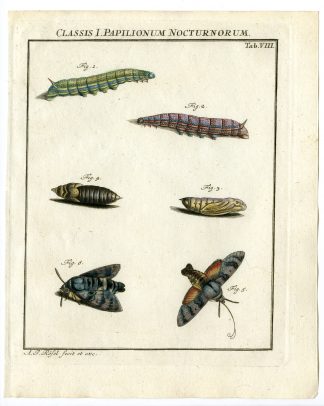 Antique Print-HUMMINGBIRD HAWK MOTH-TAB: VIII-Rosel von Rosenhof-1765