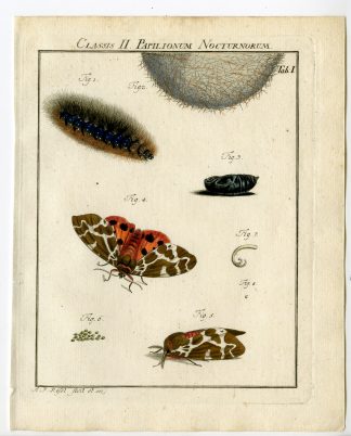 Antique Print-MOTH-DISCRETE CHAPERON-TAB: I-Rosel von Rosenhof-1765