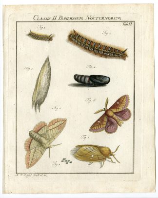 Antique Print-MOTH SPECIES-BOMBIJX POLATORIA-TAB: II-Rosel von Rosenhof-1765