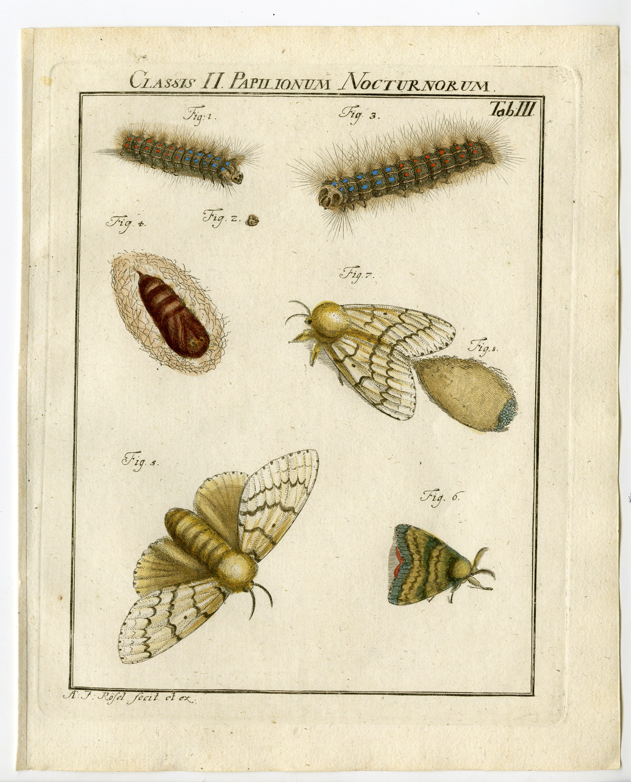 , Antique Print-BUTTERFLY-MOTH-CATERPILLAR-PUPA-TAB: III-Rosel von Rosenhof-1765, Pictura Antique Prints