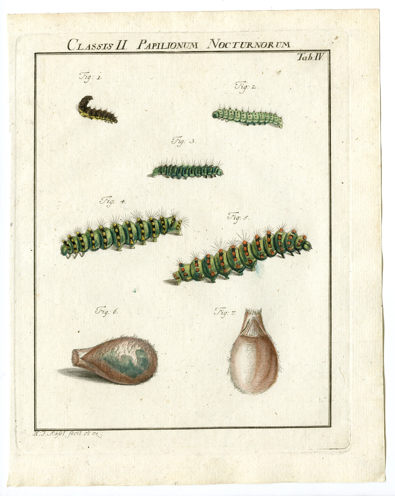 , Antique Print-BUTTERFLY-MOTH-CATERPILLAR-PUPA-TAB: IV-Rosel von Rosenhof-1765, Pictura Antique Prints