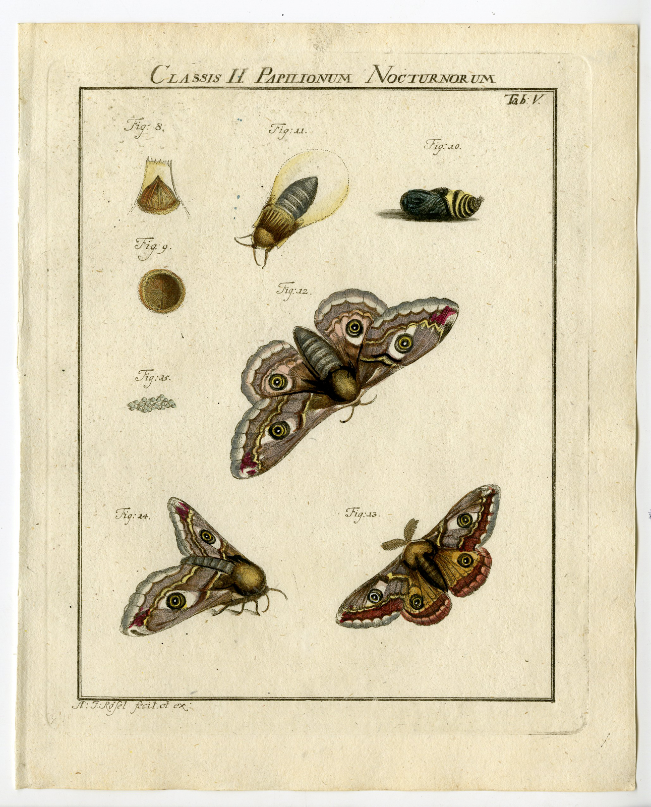 , Antique Print-BUTTERFLY-MOTH-CATERPILLAR-PUPA-TAB: V-Rosel von Rosenhof-1765, Pictura Antique Prints
