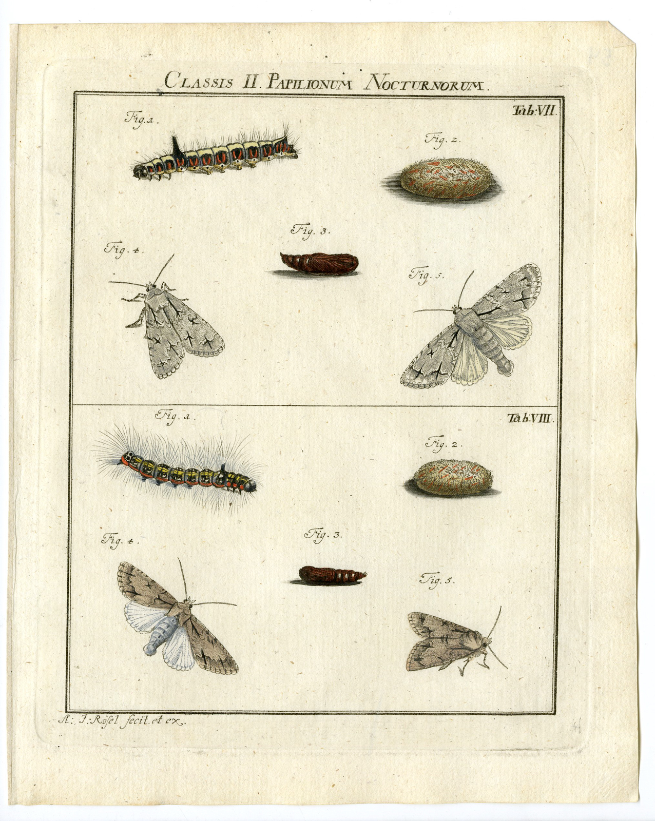 , Antique Print-BUTTERFLY-MOTH-CATERPILLAR-PUPA-TAB: VII-Rosel von Rosenhof-1765, Pictura Antique Prints
