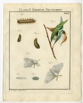 Antique Print-WHITE SATIN MOTH-CATERPILLAR-TAB: IX-Rosel von Rosenhof-1765