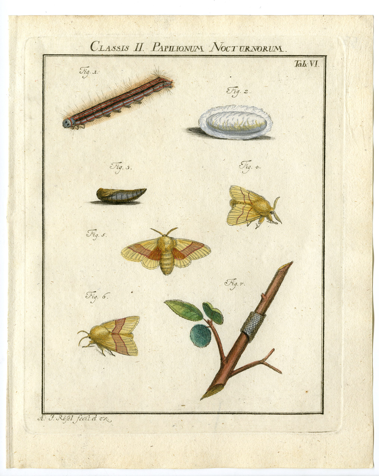 , Antique Print-BUTTERFLY-MOTH-CATERPILLAR-PUPA-TAB: VI-Rosel von Rosenhof-1765, Pictura Antique Prints