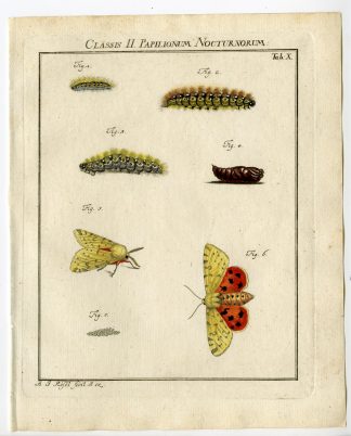 Antique Print-MOTH SPECIES-CATERPILLAR-TAB: X-Rosel von Rosenhof-1765