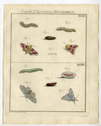 Antique Print-MOTH SPECIES, CATERPILLAR-TAB: XII,XIII-Rosel von Rosenhof-1765