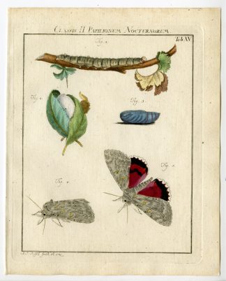 Antique Print-ROSY UNDERWING MOTH-TAB: XV-Rosel von Rosenhof-1765