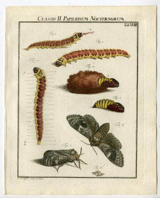 Antique Print-GOAT MOTH-CATERPILLAR-TAB: XVIII-Rosel von Rosenhof-1765