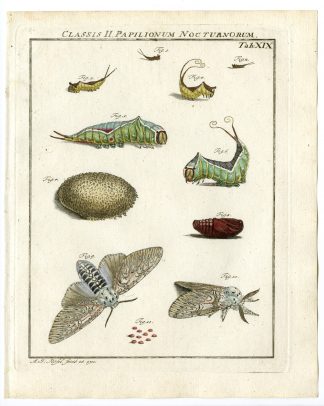 Antique Print-PUSS MOTH-CATERPILLAR-TAB: XVIX-Rosel von Rosenhof-1765