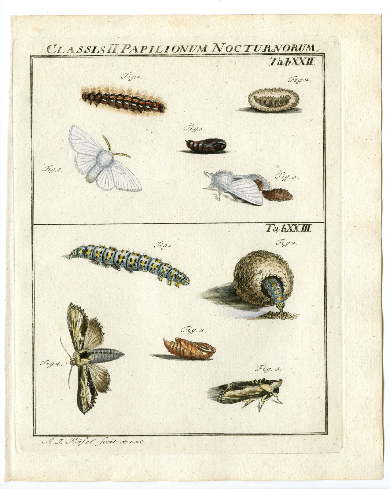 , Antique Print-BUTTERFLY-MOTH-CATERPILLAR-PUPA-TAB: XXII-Rosel von Rosenhof-1765, Pictura Antique Prints