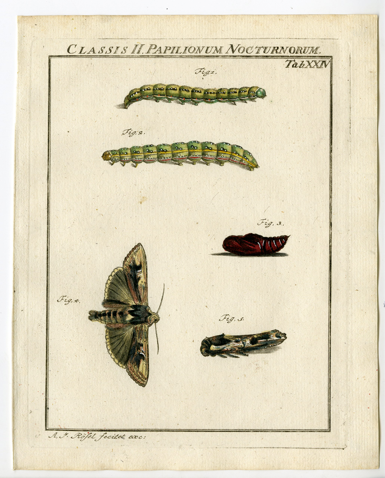 , Antique Print-BUTTERFLY-MOTH-CATERPILLAR-PUPA-TAB: XXIV-Rosel von Rosenhof-1765, Pictura Antique Prints
