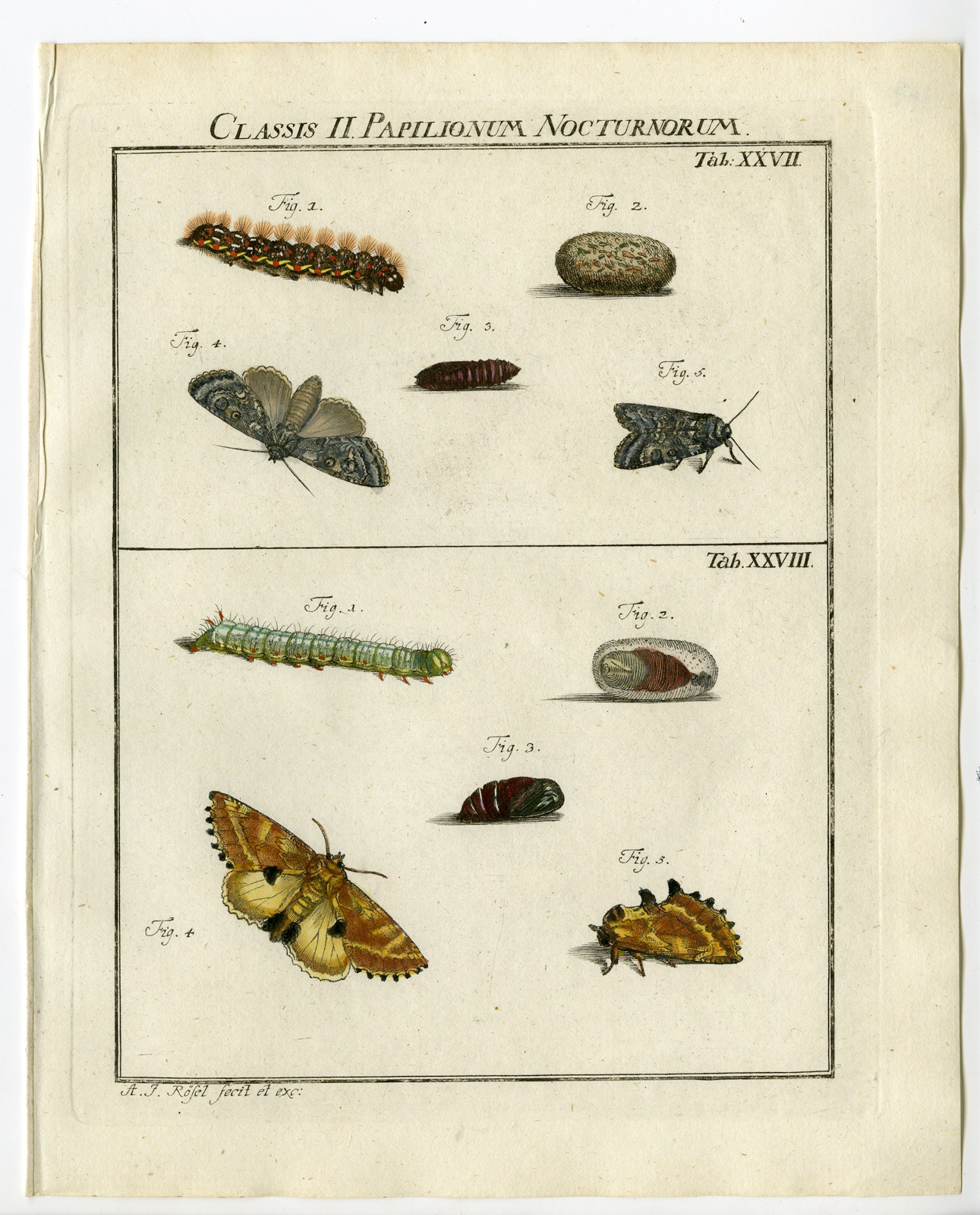 , Antique Print-BUTTERFLY-MOTH-CATERPILLAR-PUPA-TAB: XXVII-Rosel von Rosenhof-1765, Pictura Antique Prints