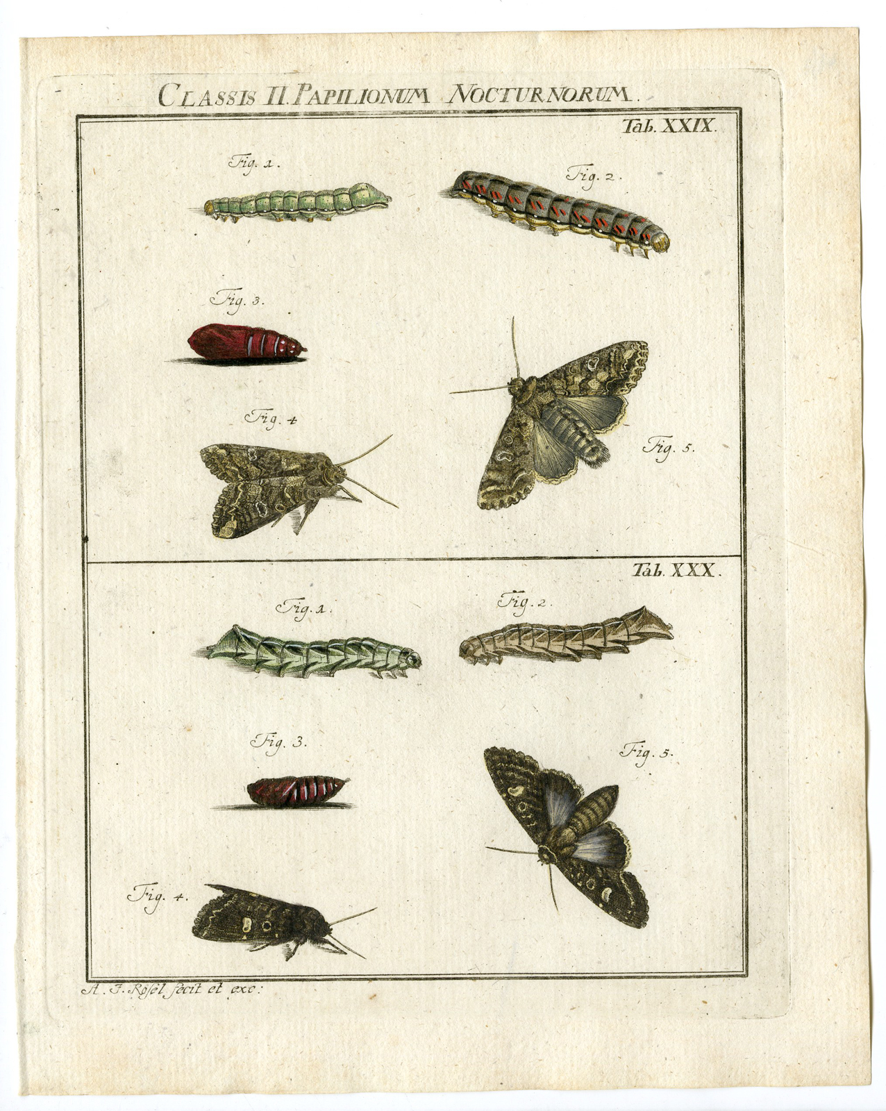 , Antique Print-BUTTERFLY-MOTH-CATERPILLAR-PUPA-TAB: XXIX-Rosel von Rosenhof-1765, Pictura Antique Prints