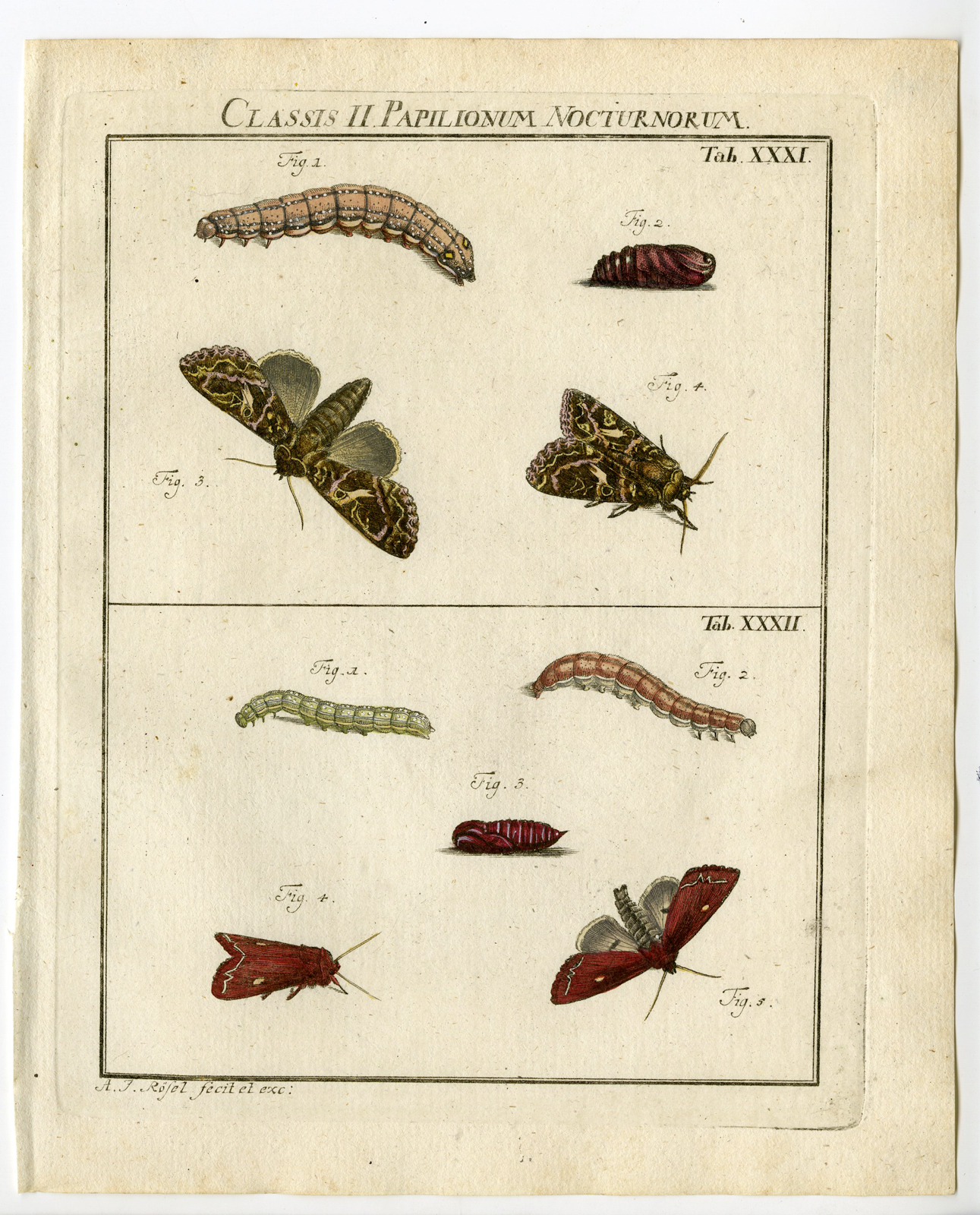 , Antique Print-BUTTERFLY-MOTH-CATERPILLAR-PUPA-TAB: XXXI-Rosel von Rosenhof-1765, Pictura Antique Prints