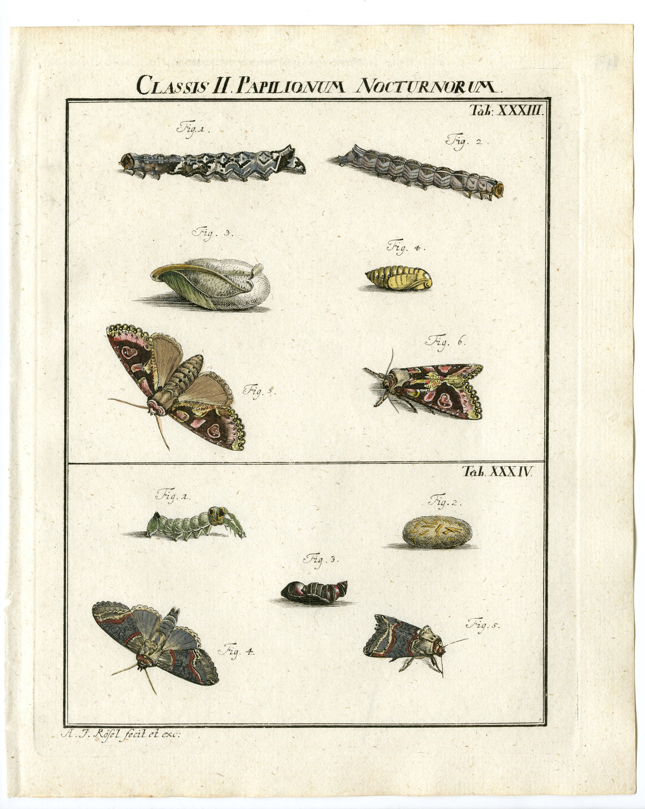 , Antique Print-BUTTERFLY-MOTH-CATERPILLAR-PUPA-TAB: XXXIII-Rosel von Rosenhof-1765, Pictura Antique Prints