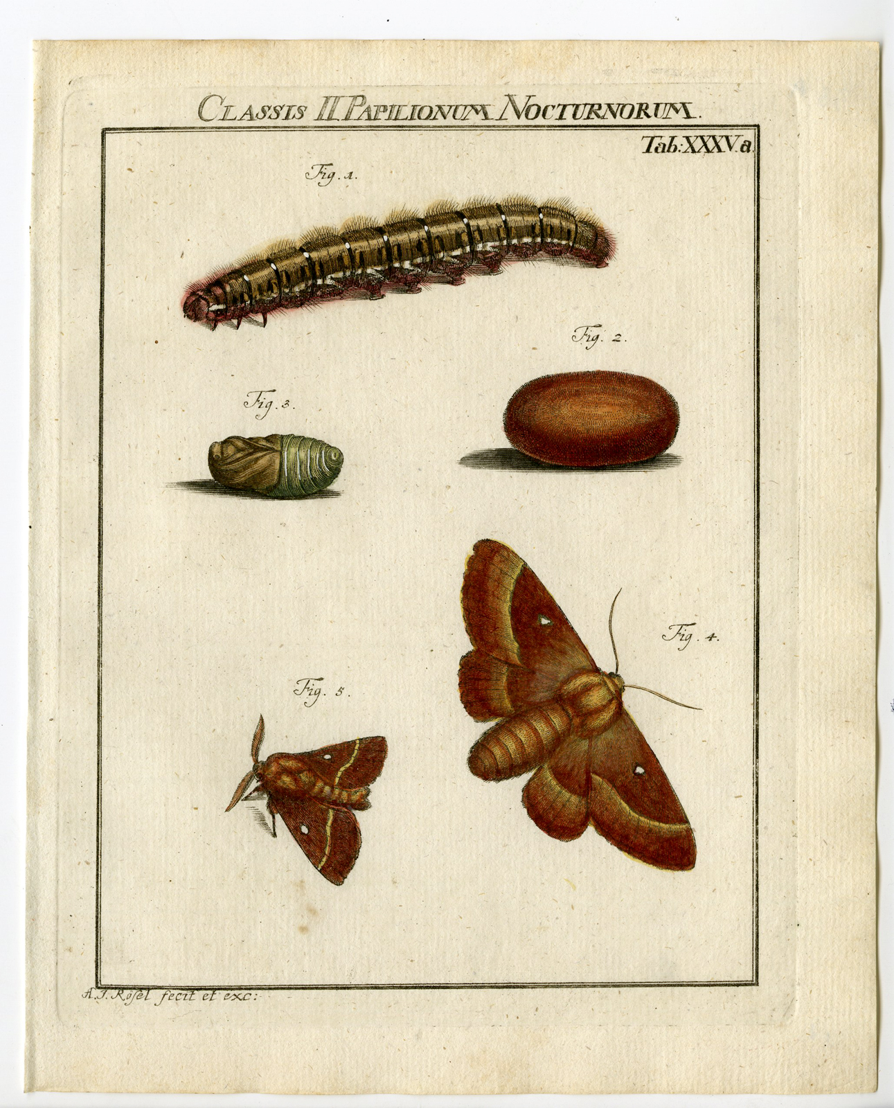 , 2 Antique Prints-BUTTERFLY-MOTH-CATERPILLAR-PUPA-TAB: XXXV-Rosel von Rosenhof-1765, Pictura Antique Prints