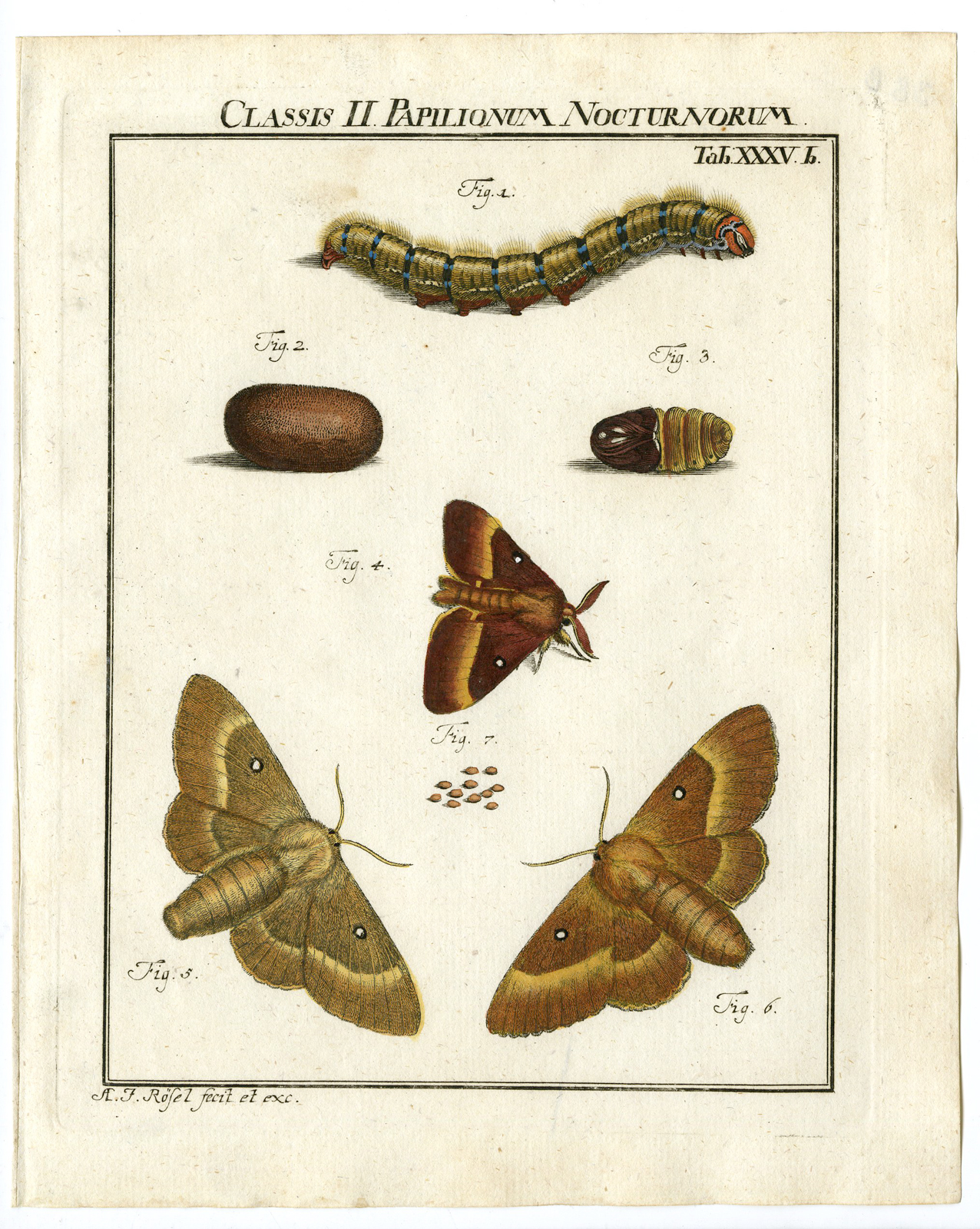 , 2 Antique Prints-BUTTERFLY-MOTH-CATERPILLAR-PUPA-TAB: XXXV-Rosel von Rosenhof-1765, Pictura Antique Prints