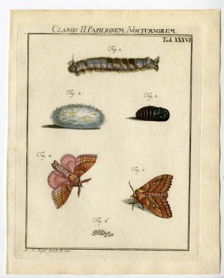 Antique Print-PLUM LAPPET-MOTH-TAB: XXXVI-Rosel von Rosenhof-1765