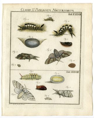 Antique Print-TUSSOCK MOTHS-TAB: XXXVII,XXXVIII-Rosel von Rosenhof-1765