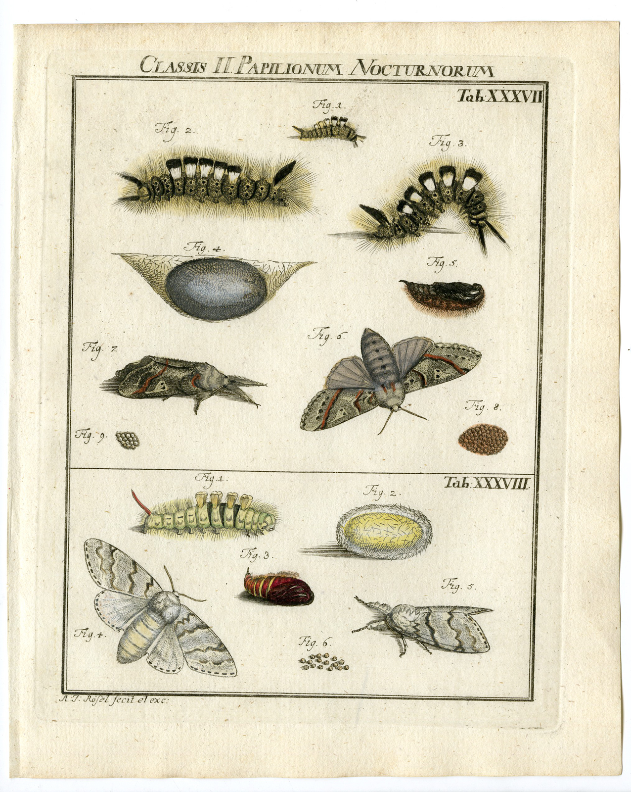, Antique Print-TUSSOCK MOTHS-TAB: XXXVII,XXXVIII-Rosel von Rosenhof-1765, Pictura Antique Prints