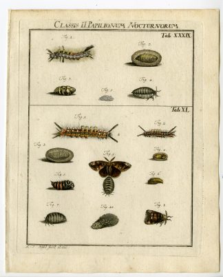 Antique Print-VAPOURER MOTH-TAB: XXXIX,XL-Rosel von Rosenhof-1765