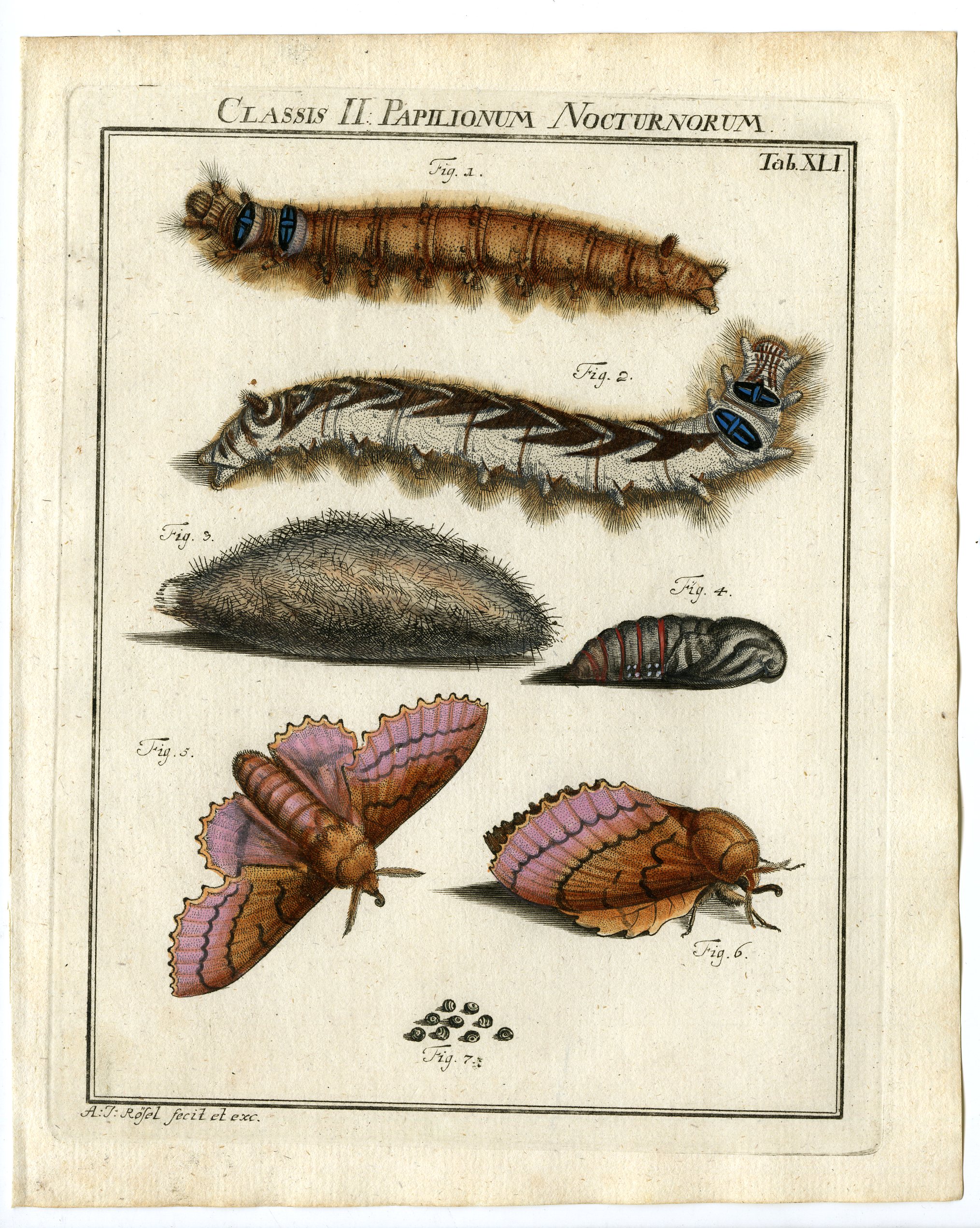 , Antique Print-LAPPET MOTH-CATERPILLAR-TAB: XLI-Rosel von Rosenhof-1765, Pictura Antique Prints