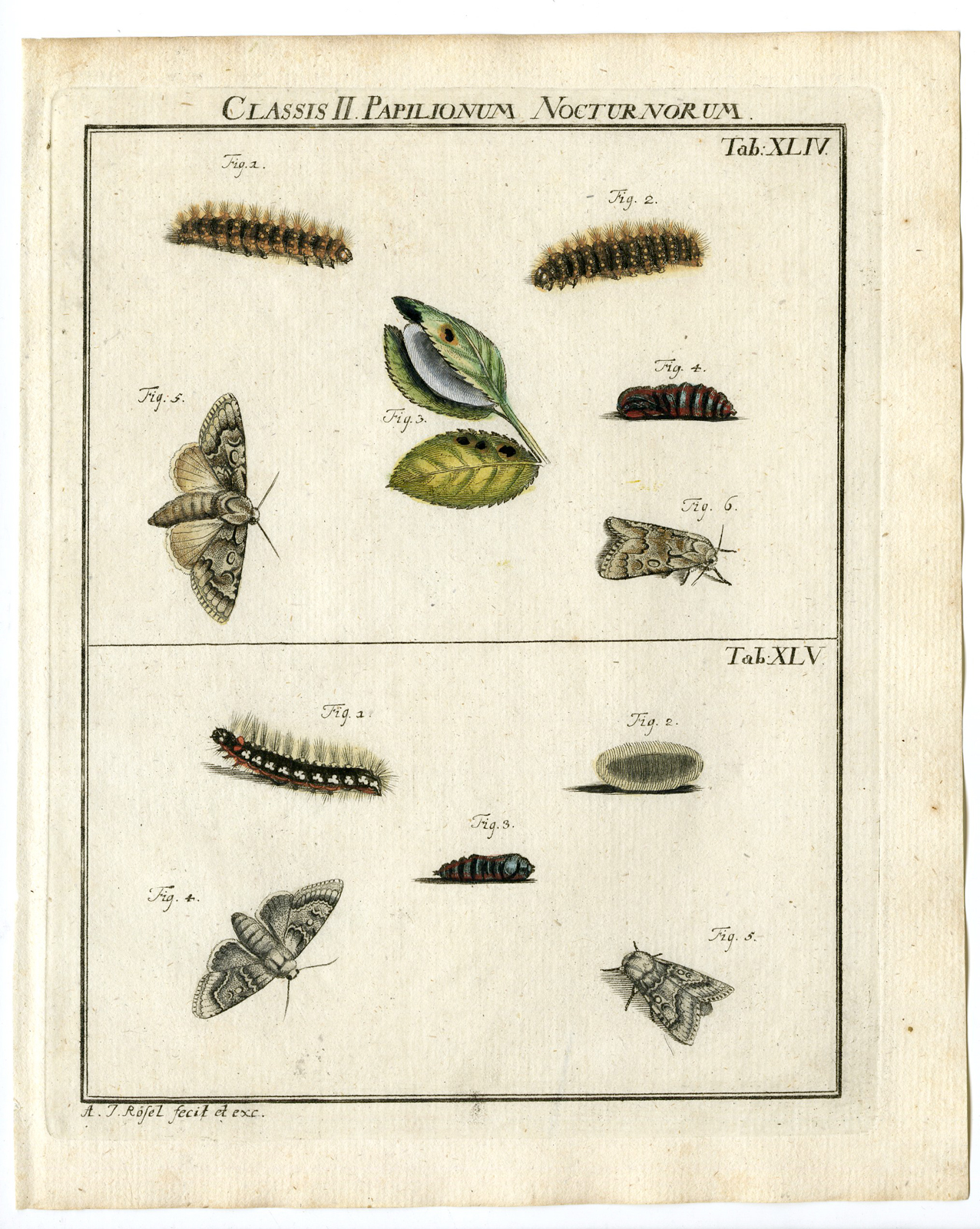 , Antique Print-HAWK-SPHINX-MOTHS-TAB: XLIV,XLV-Rosel von Rosenhof-1765, Pictura Antique Prints