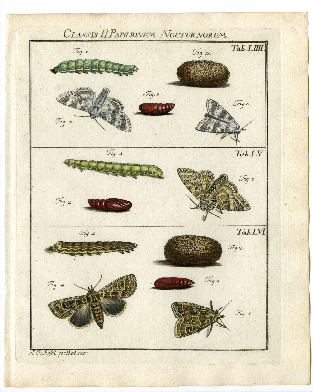 , Antique Print-MOTH SPECIES-GOTHIC-TAB: LIV,LV,LVI-Rosel von Rosenhof-1765, Pictura Antique Prints