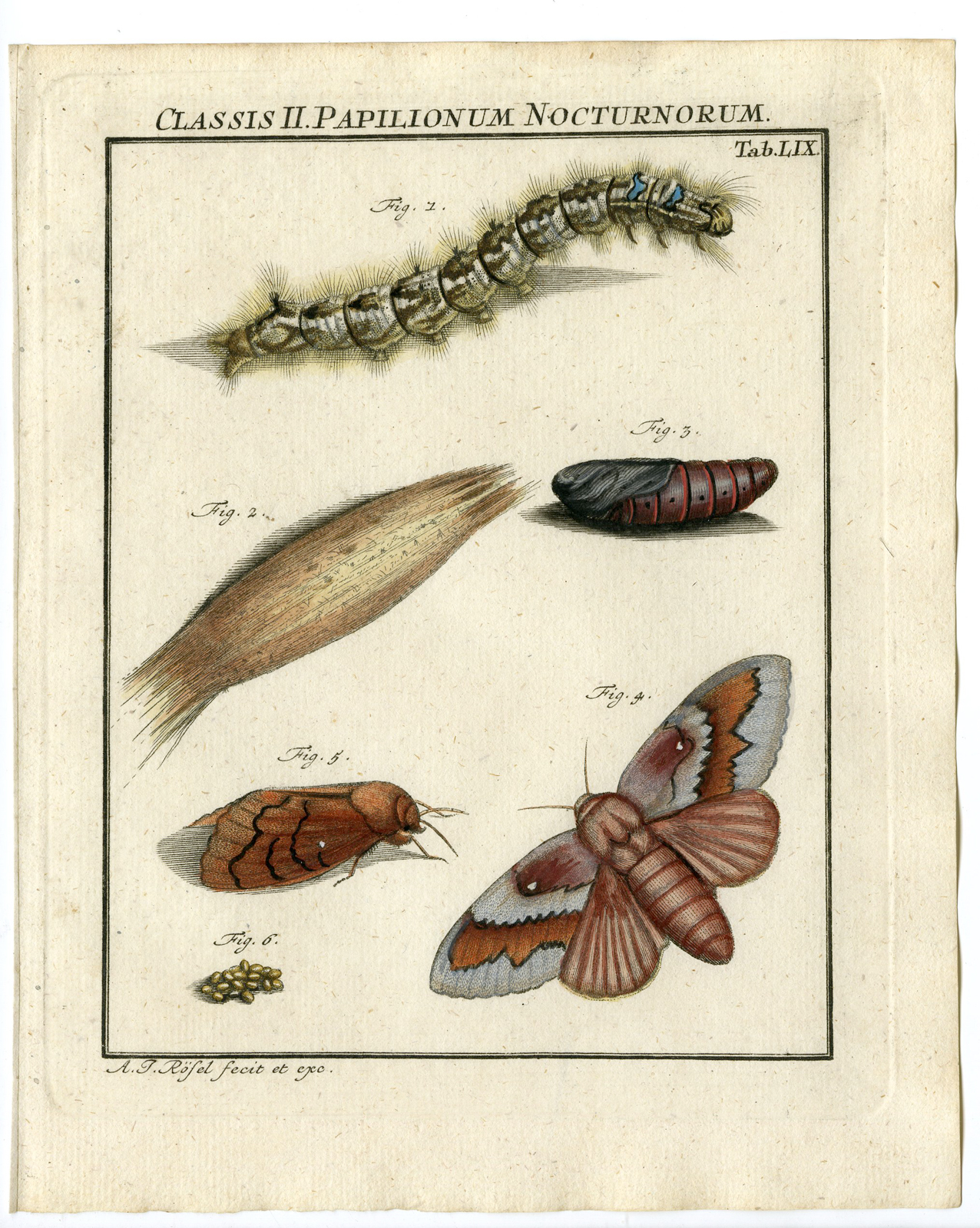 , Antique Print-MOTH-PINE TREE LAPPET-TAB: LIX-Rosel von Rosenhof-1765, Pictura Antique Prints