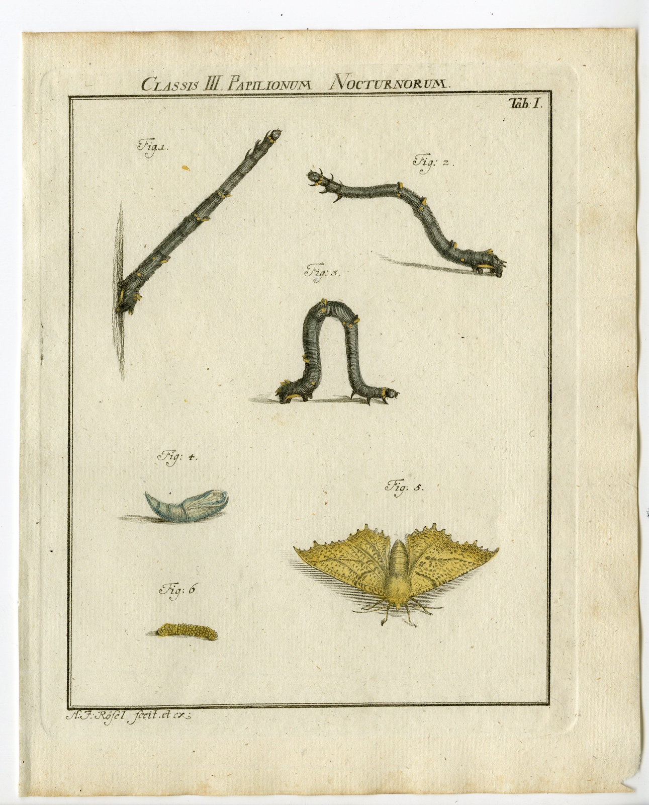 , Antique Print-CANARY SHOULDERED MOTH-TAB:I-Rosel von Rosenhof-1765, Pictura Antique Prints