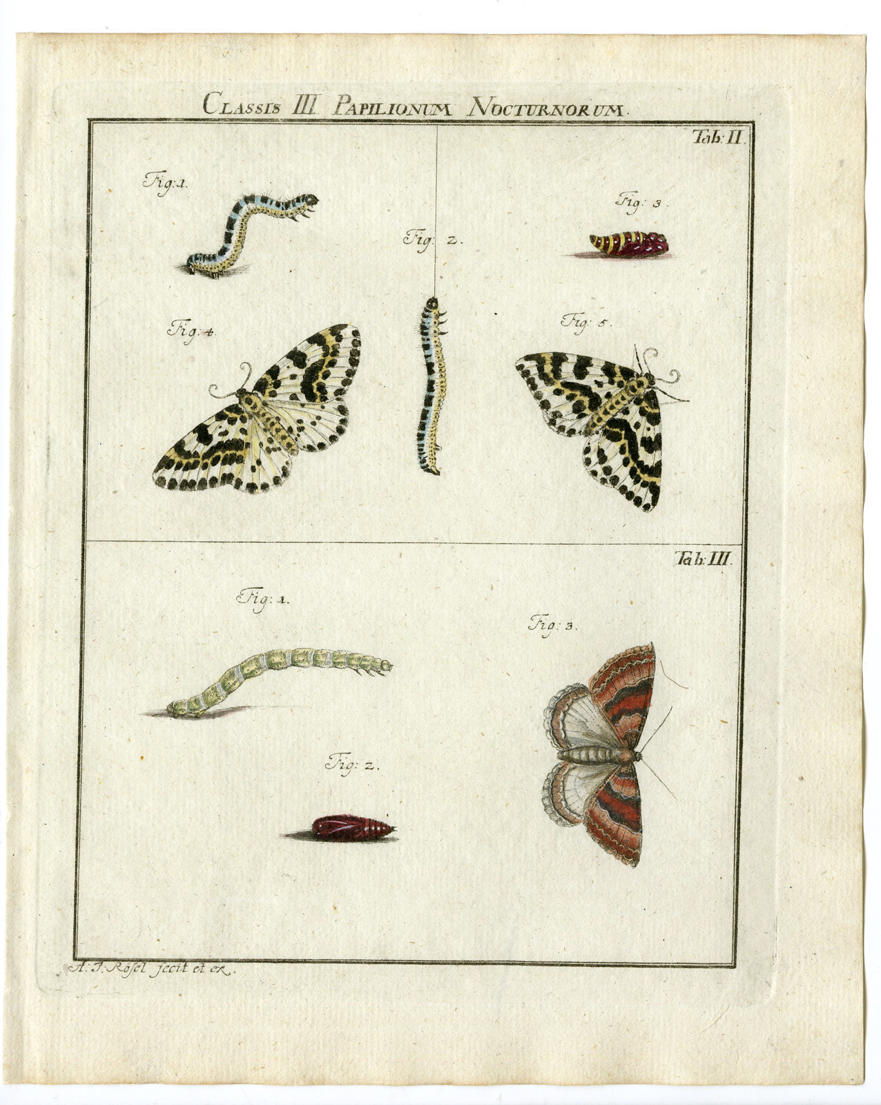 Pco 14828 416x522 Antique Print-MAGPIE MOTH-CATERPILLAR-TAB:II,III-Rosel von Rosenhof-1765
