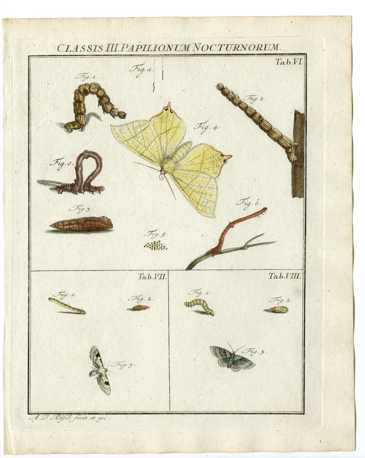 , Antique Print-SWALLOW TAILED MOTH-TAB: VI,VII,VIII-Rosel von Rosenhof-1765, Pictura Antique Prints