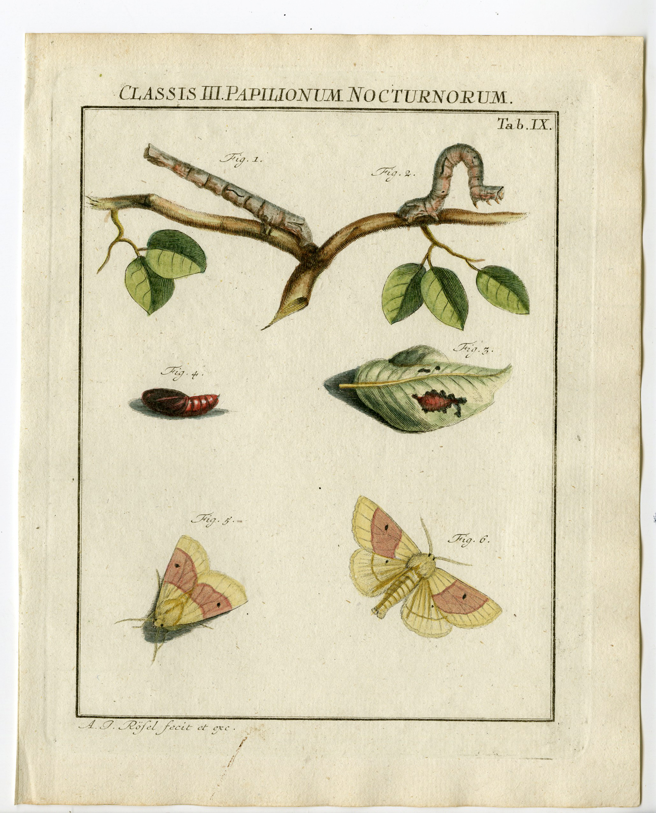 Pco 14831 416x516 Antique Print-MOTH SPECIES-SCALLOPED OAK MOTH-TAB: IX-Rosel von Rosenhof-1765
