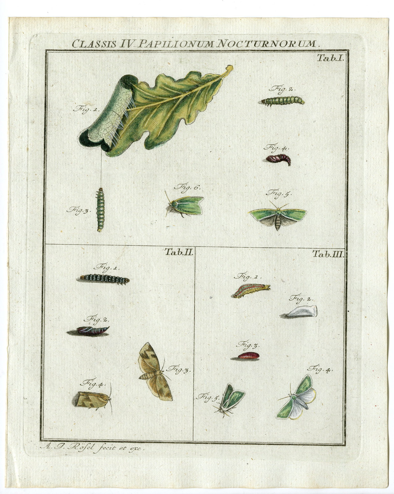 Pco 14834 416x522 Antique Print-GREEN OAK MOTH-CATERPILLAR-TAB:I,II,III-Rosel von Rosenhof-1765