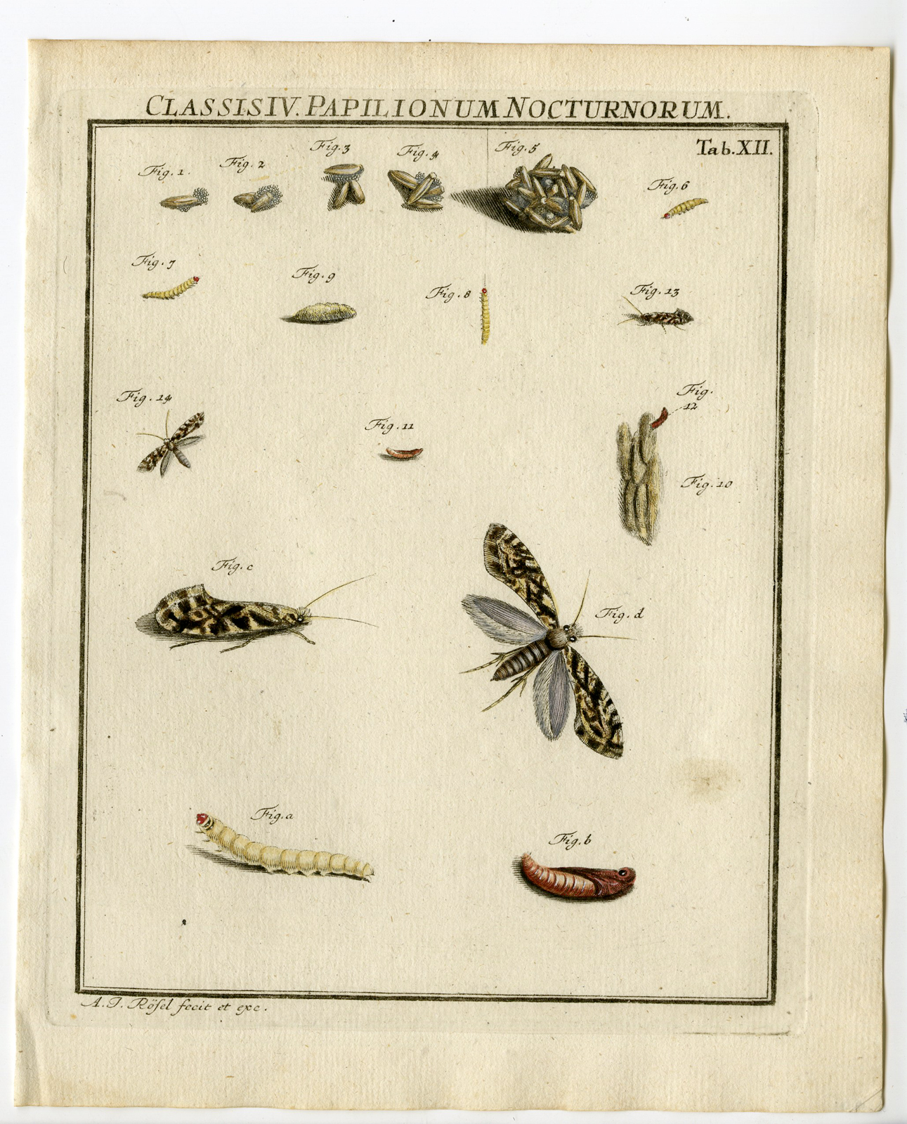 , Antique Print-EUROPEAN GRAIN MOTH-CATERPILLAR-TAB:XII-Rosel von Rosenhof-1765, Pictura Antique Prints
