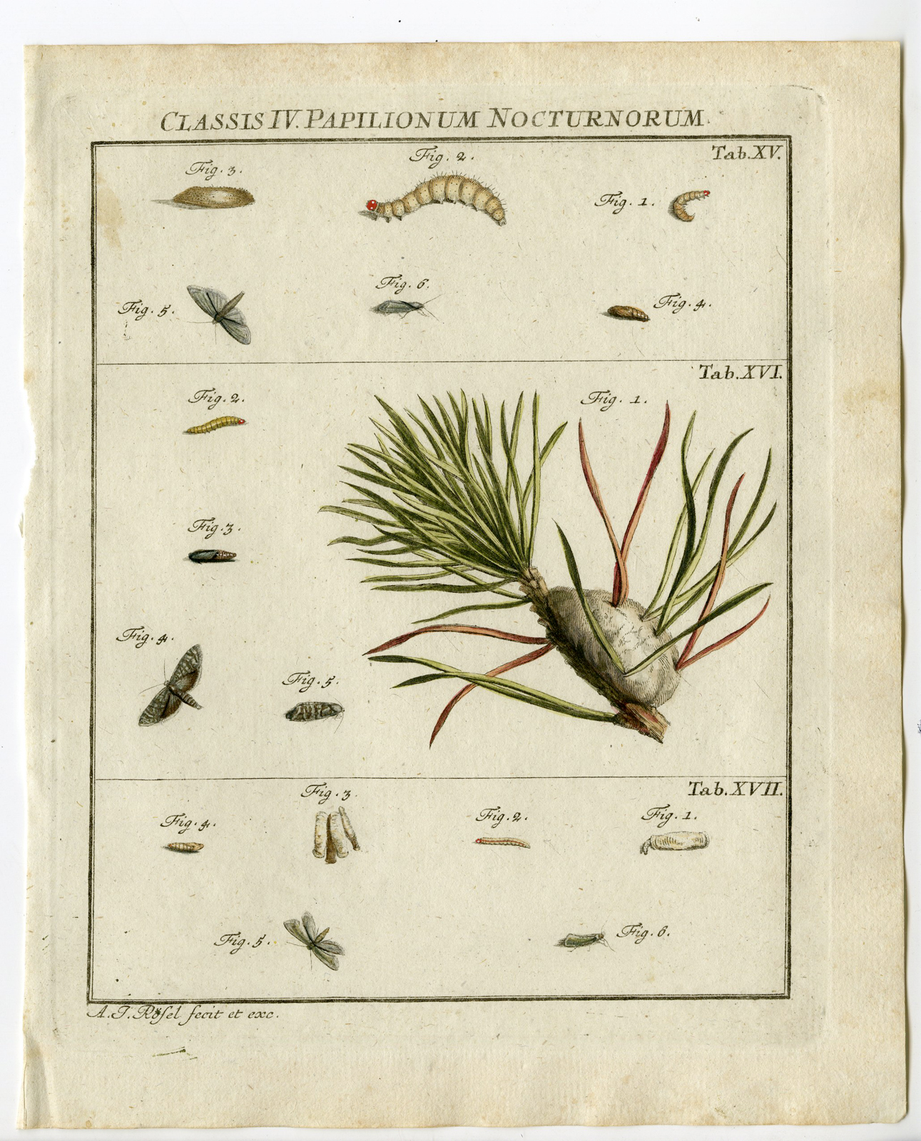 , Antique Print-MOTH SPECIES-CATERPILLAR-TAB:XV,XVI,XVII-Rosel von Rosenhof-1765, Pictura Antique Prints