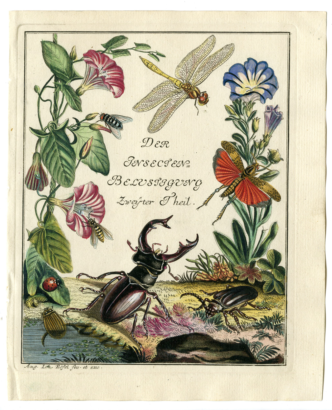 , Antique Print-TITLE-INSECTS-BUTTERFLY-BEETLE-DRAGONFLY-Rosel von Rosenhof-1765, Pictura Antique Prints