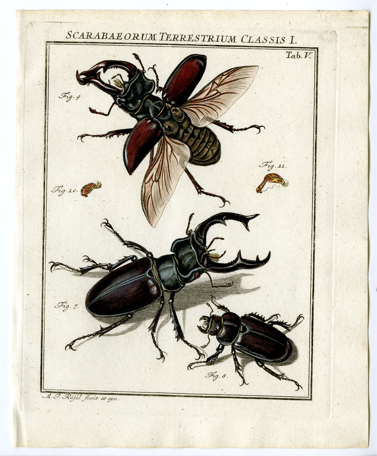 , Antique Print-EUROPEAN STAG BEETLE-INSECTS-TAB: V-Rosel von Rosenhof-1765, Pictura Antique Prints