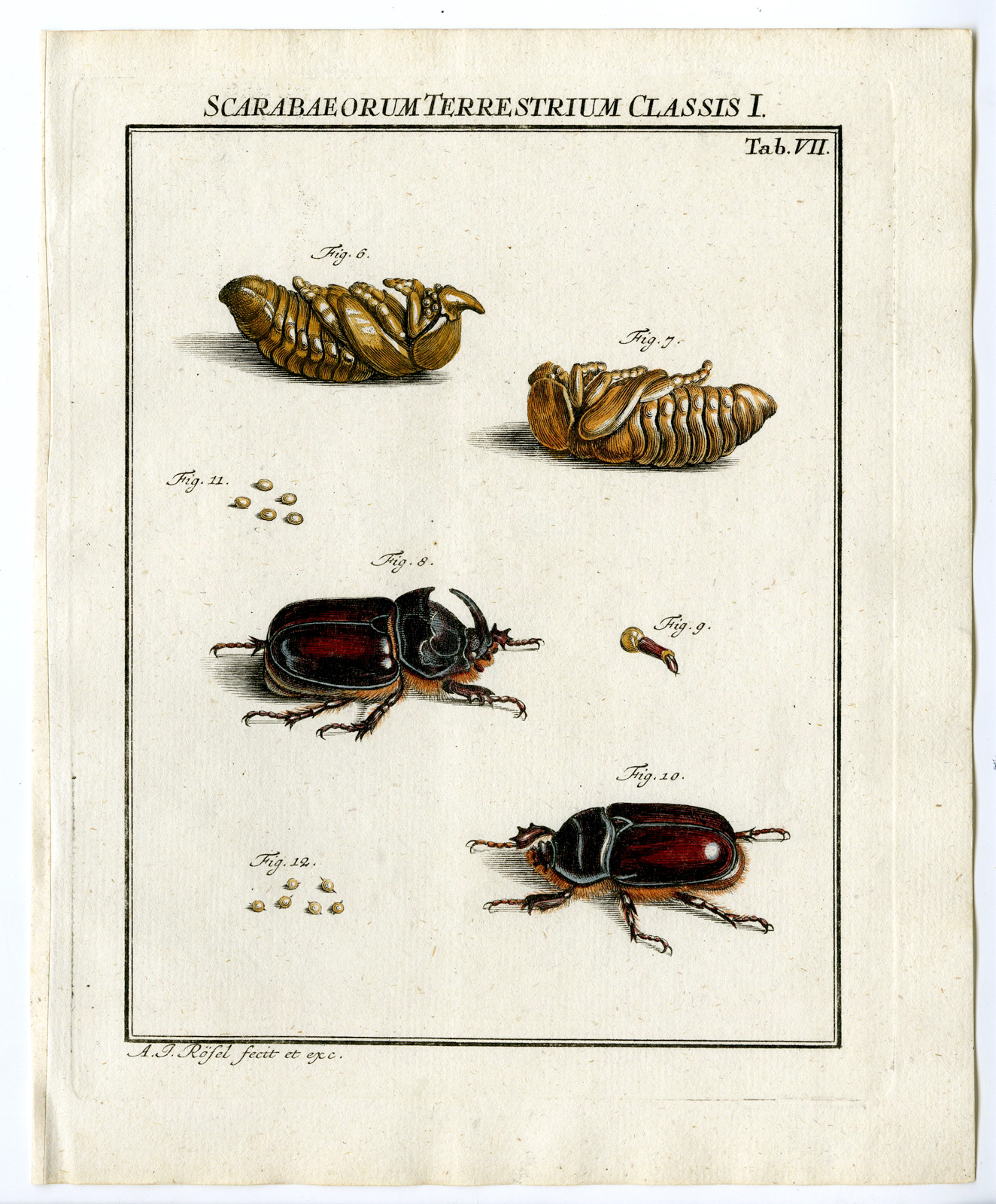 , Antique Print-EUROPEAN RHINOCEROS BEETLE-TAB: VII-Rosel von Rosenhof-1765, Pictura Antique Prints