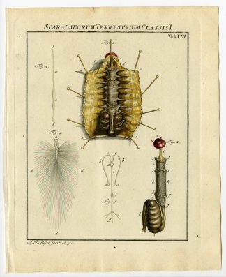 Antique Print-LARVA-INTENSTINES-BEETLE-TAB: VIII-Rosel von Rosenhof-1765